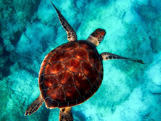 Turtle in Sea