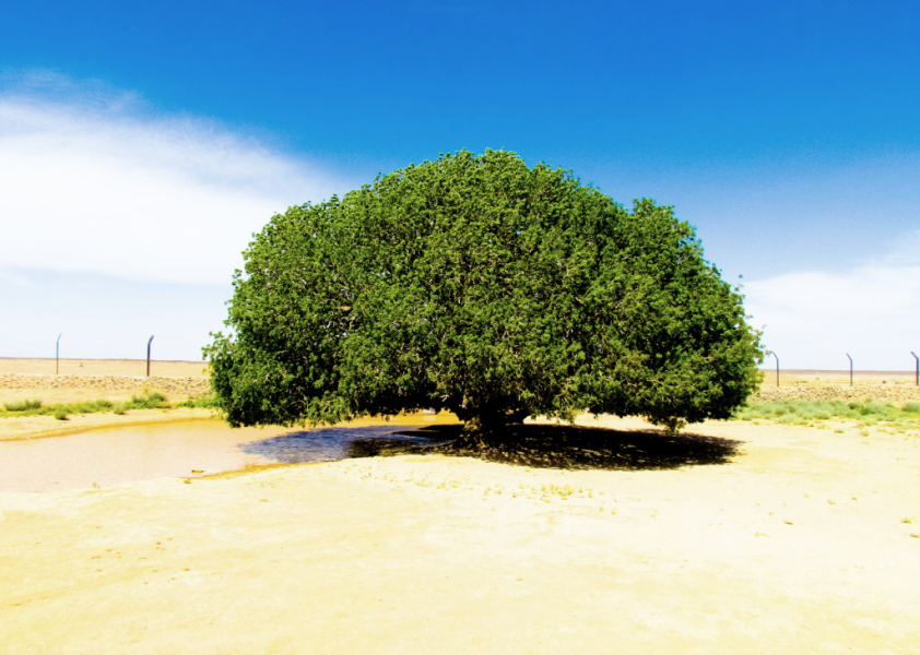 Blessed Tree Jordan